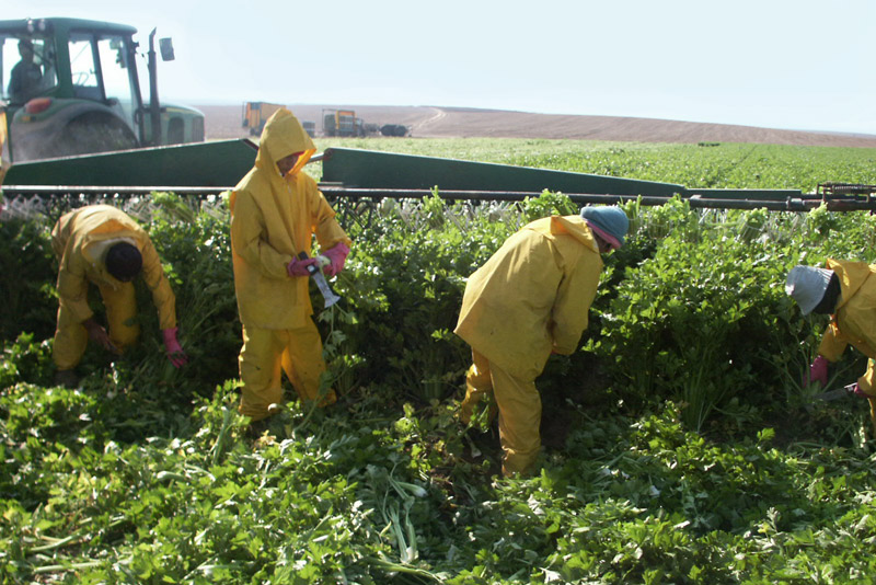 עובדים זרים בשדות נגב, צילום: שלומית קידר - הפורטל לחקלאות טבע וסביבה