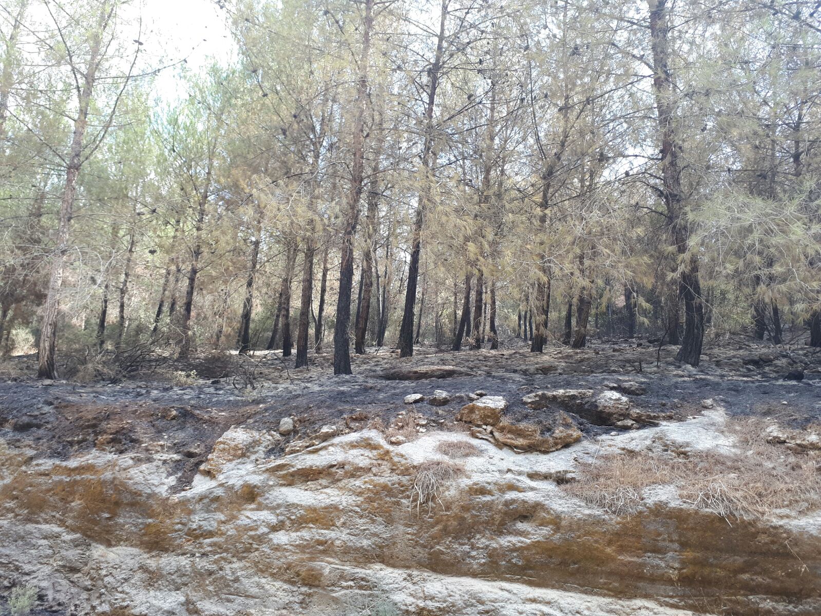 היער ביום שני הבוקר לאחר השריפות של יום ראשון. שריפה בעין השופט | צילום: איציק שפרן