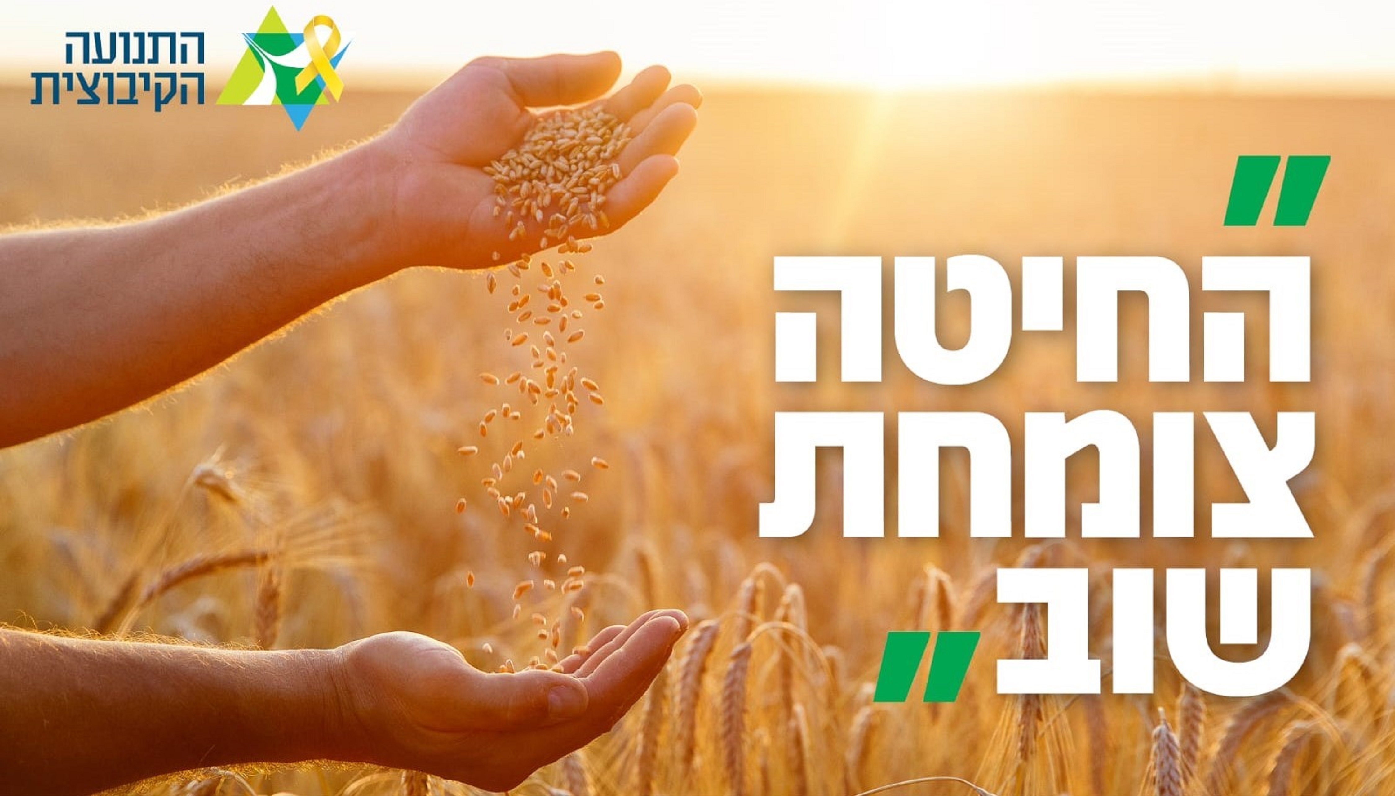 החיטה צומחת שוב