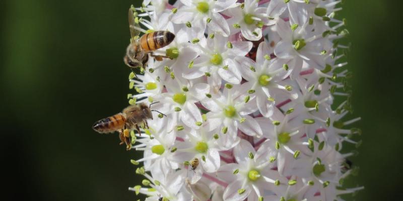 פריחת החצב והדבורים. צילום: יערה ויקסלבאום-שטהל
