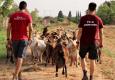 שינשנים רועים את הצאן בכפר הנוער מנוף. הצטרפו גם אתם לשנה של עשייה ותרומה לחברה הישראלית