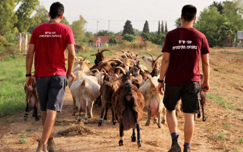 שינשנים רועים את הצאן בכפר הנוער מנוף. הצטרפו גם אתם לשנה של עשייה ותרומה לחברה הישראלית